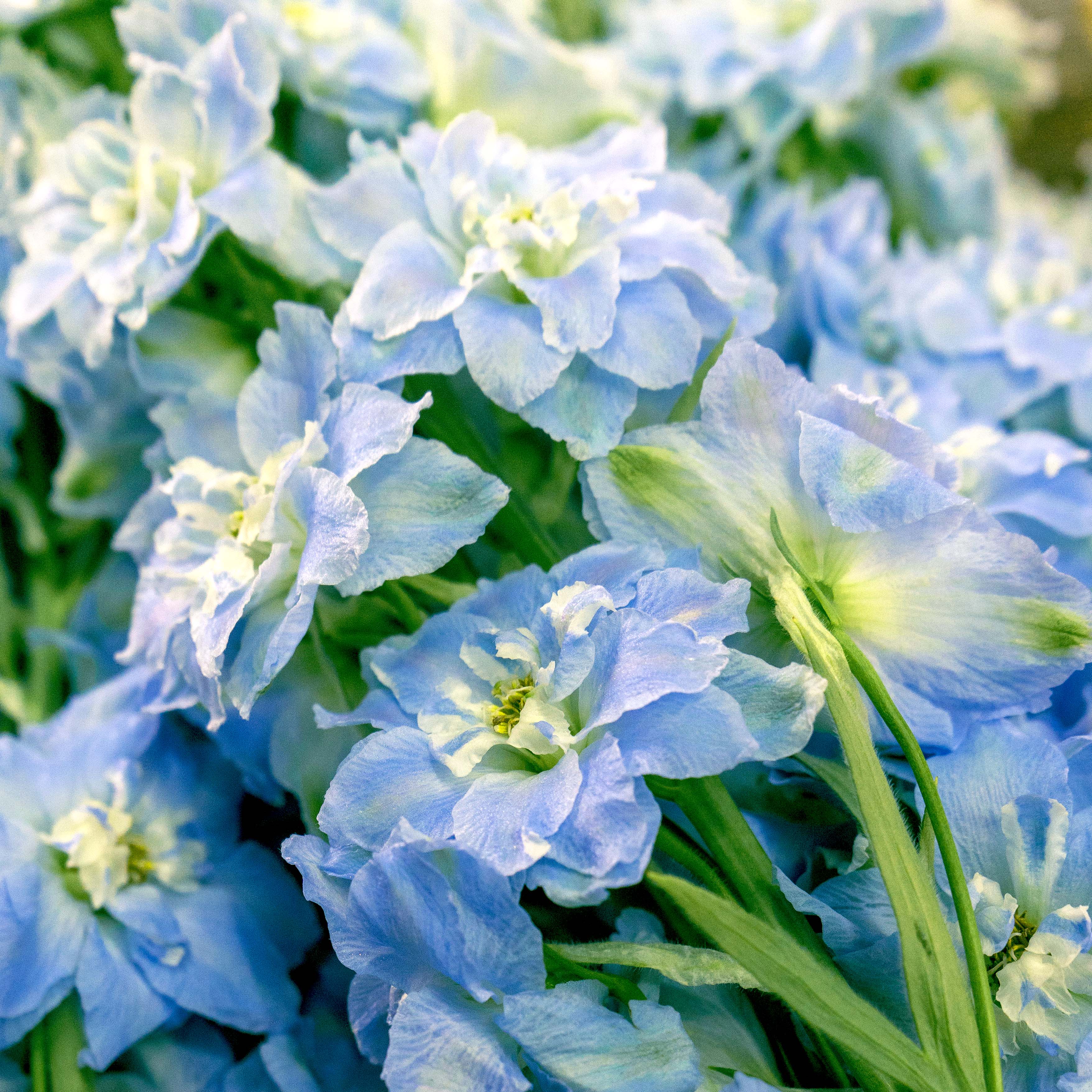 delphiniums