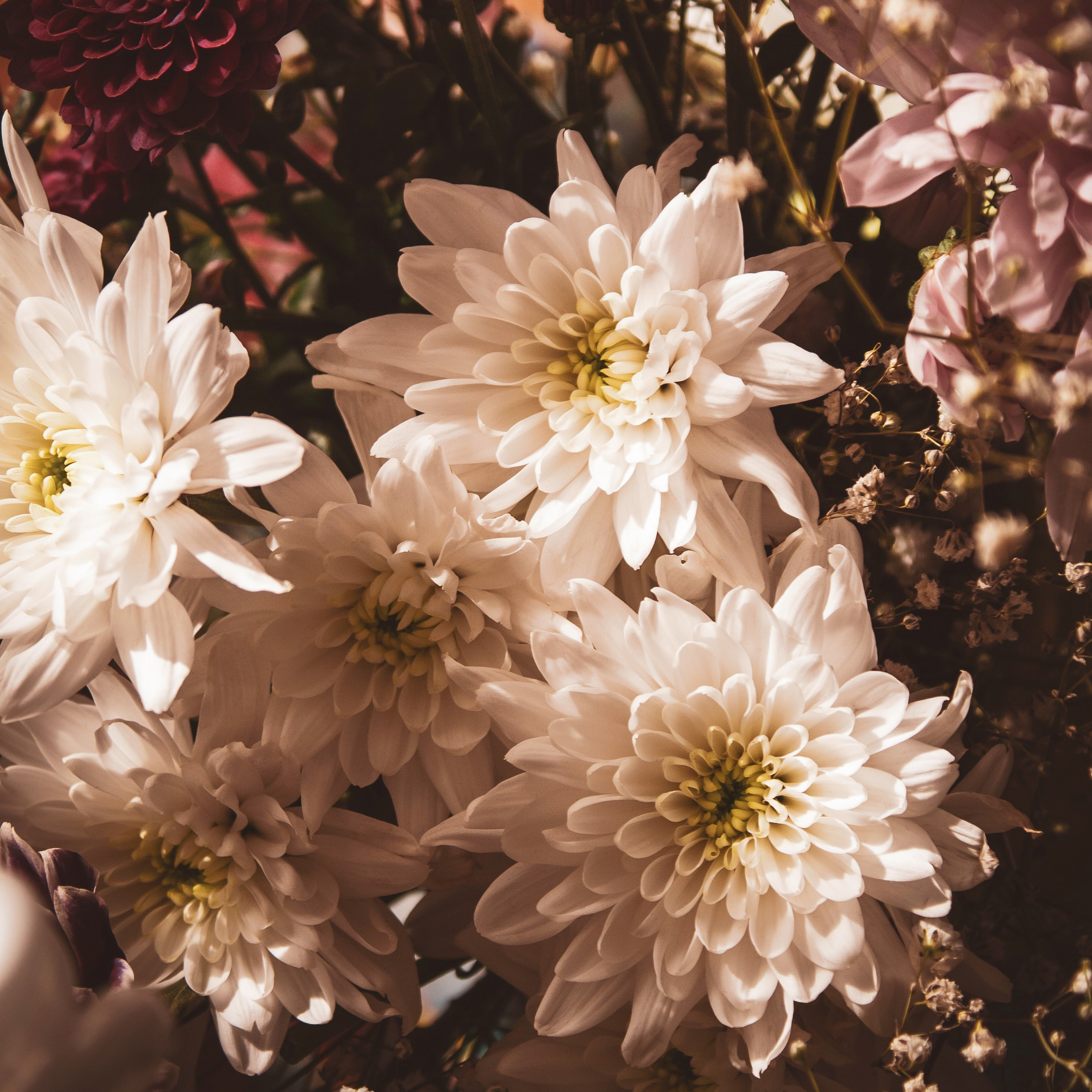 Fresh Chrysanthemum