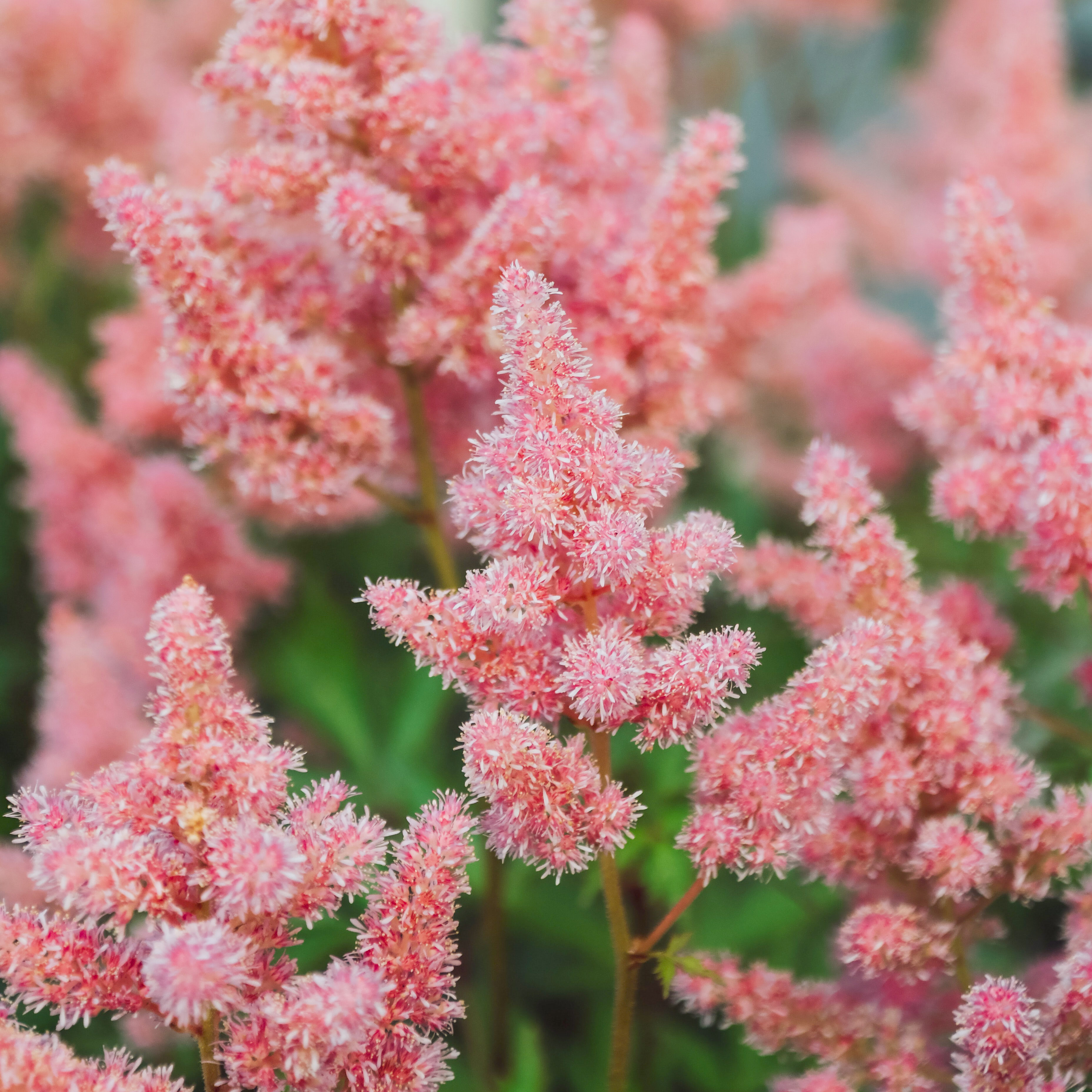 Astilbe