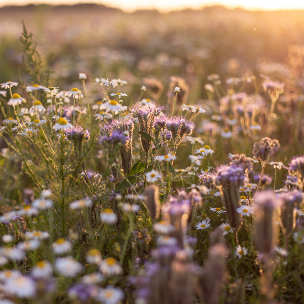 wildflowers