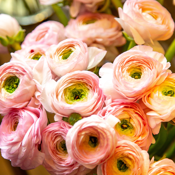 ranunculus