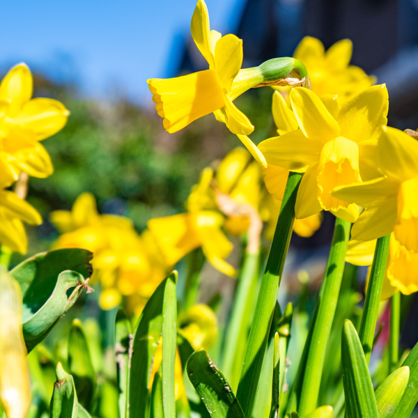 daffodils