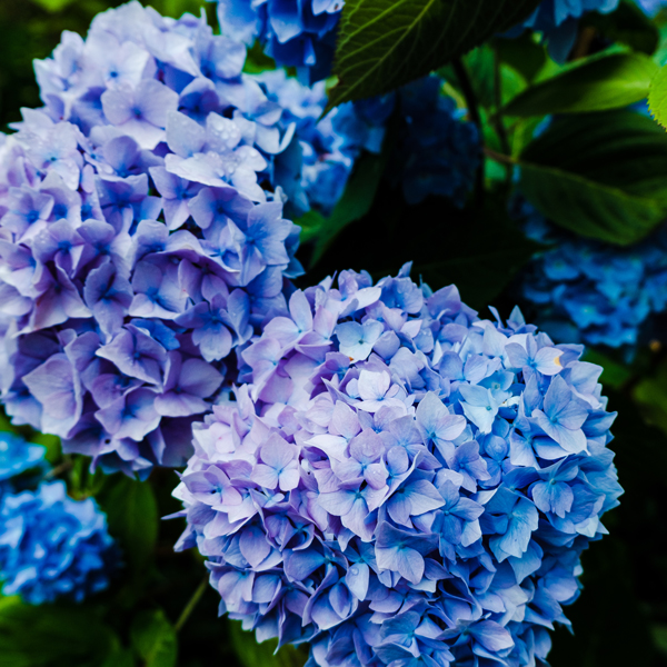 Hydrangea