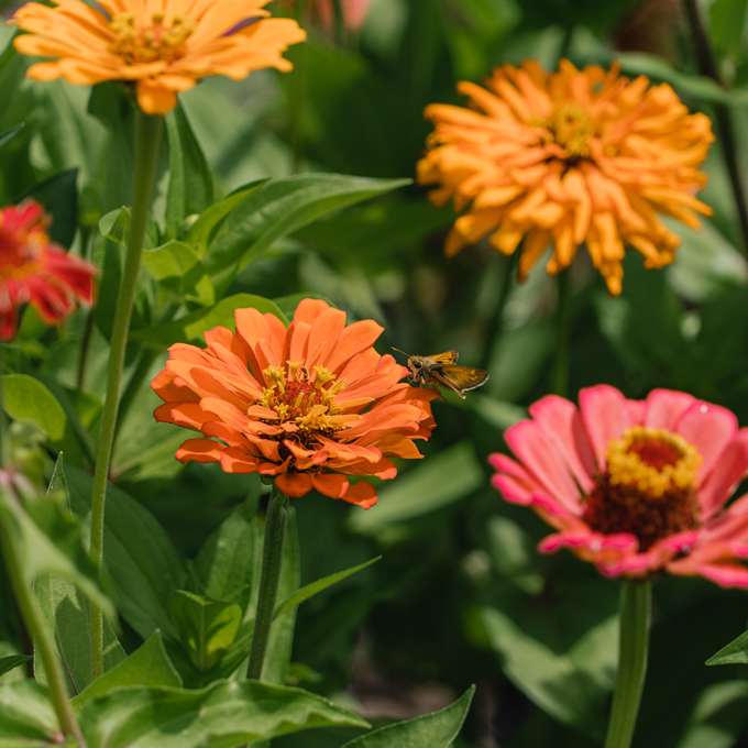 Zinnias