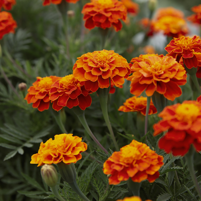 Marigolds