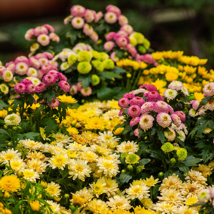 Chrysanthemums