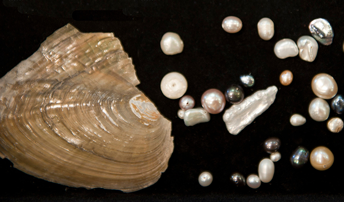 cultured freshwater pearls in various shapes and colors